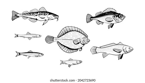 Commercial fish of the northern seas. Vector black and white isolated illustration