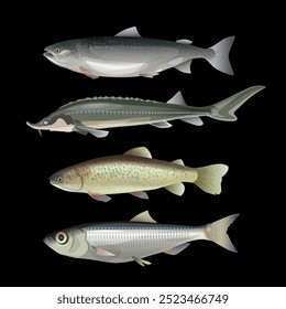 Commercial fish set. Salmon, sturgeon, trout, sardine. Vector illustration isolated on black background