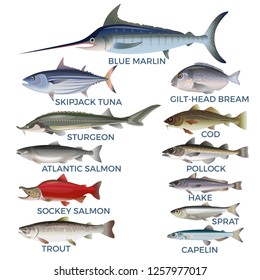 Commercial fish species. Vector illustration isolated on a white background