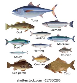 Commercial Fish Species. Vector Illustration.