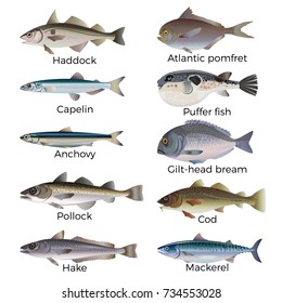 Commercial fish species. Vector illustration isolated on a white background