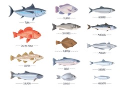 Commercial Fishes Set. Fresh Raw Edible Cartoon Fish Collection. Tuna, Salmon, Trout, Seabass, Mackerel, Herring, Codfich, Anchovy, Merluza, Flound Vector Object, Icon, Simbol For Package, Label, Menu
