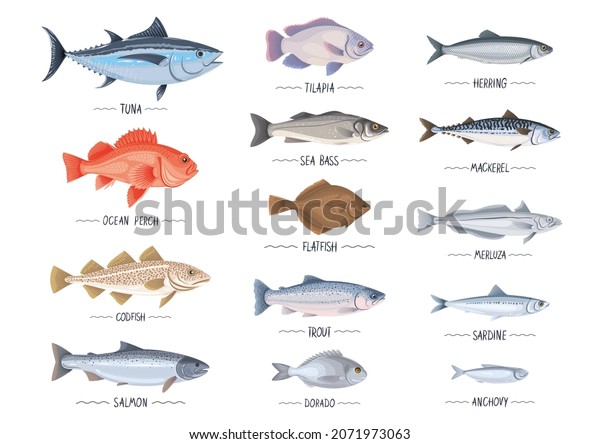 Commercial Fishes Set Fresh Raw Edible Stock Vector (Royalty Free