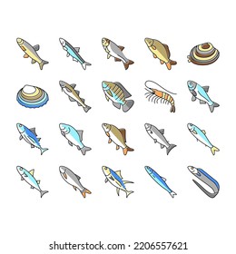 Commercial Fishing Aquaculture Icons Set Vector. Japanese Cockle And Anchovy, Common And Silver Carp, Rohu And Catle Fish, Chub Mackerel And Yellowfin Tuna Fishing Business Line. Color Illustrations