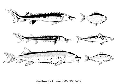Commercial sturgeon fish. Black and white isolated illustration. Beluga, sevryuga, sturgeon