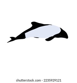 Commerson's dolphin, Cephalorhynchus commersonii image vector, png image