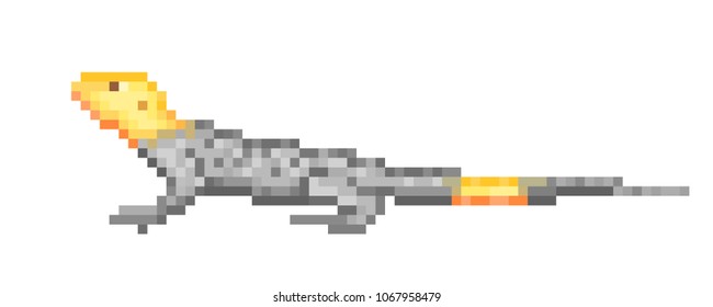 Common agama, grey african lizard with yellow head, pixel art icon isolated on white background. Exotic pet. Old school 8 bit slot machine pictogram. Retro 80s; 90s video game graphics. Pet shop logo