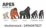 Common apes vector illustration set. Ape species cartoon clipart set in flat style. Gibbon, orangutan, gorilla, chimpanzee, bonobo flat vector design. Wild animals, primates concept