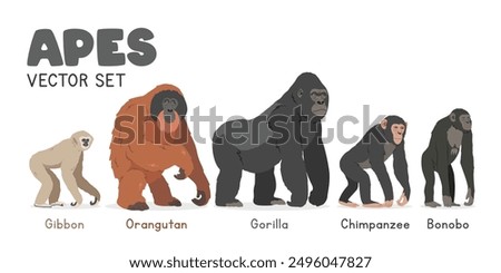 Common apes vector illustration set. Ape species cartoon clipart set in flat style. Gibbon, orangutan, gorilla, chimpanzee, bonobo flat vector design. Wild animals, primates concept