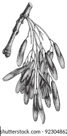Common Ash (Fraxinus excelsior) / vintage illustration from Meyers Konversations-Lexikon 1897