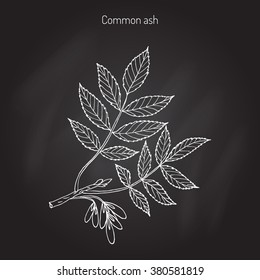 Common Ash Tree Branch with  Leaves. Botanical vector illustration