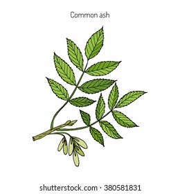 Common Ash Tree Branch with  Leaves. Botanical vector illustration