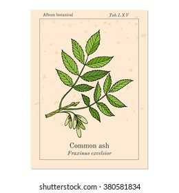 Common Ash Tree Branch with  Leaves. Botanical vector illustration