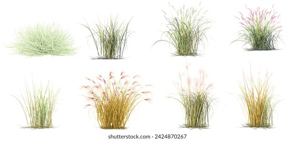 Common baby's-breath,Chinese silver grass,Herbaceous,Encapsulated Grass Family transparent background PNG clipart