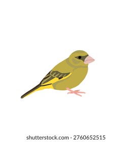 Common backyard birds clipart set with Ukrainian and English names, educational bird illustrations collection, European songbirds vector graphics with bullfinch jay sparrow blackbird