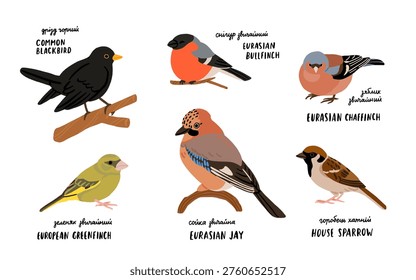 Common backyard birds clipart set with Ukrainian and English names, educational bird illustrations collection, European songbirds vector graphics with bullfinch jay sparrow blackbird