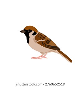 Common backyard birds clipart set with Ukrainian and English names, educational bird illustrations collection, European songbirds vector graphics with bullfinch jay sparrow blackbird