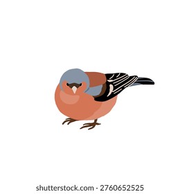 Common backyard birds clipart set with Ukrainian and English names, educational bird illustrations collection, European songbirds vector graphics with bullfinch jay sparrow blackbird