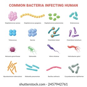 Common bacteria infecting human medical educational poster isometric vector illustration. Healthcare microbiology disease health system disorder germs bacterial illness microscopic bacillus with names