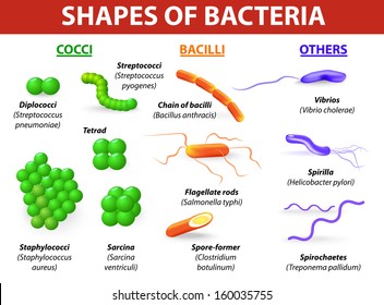 Common bacteria infecting human. vector illustration Bacteria are classified into 5 groups according to their basic shapes: cocci, bacilli, spiral (spirilla), vibrios or corkscrew (spirochaetes).