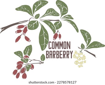 Common barberry branch color vector silhouette. Berberis vulgaris herb medicinal. Set of Barberry fruits and flowers pharmaceutics for cooking. Common barberry in Gray contour and color cut-out