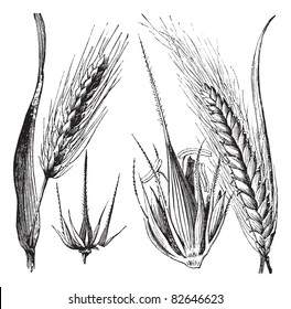 Common barley or Hordeum vulgare, Barley hinge or Hordeum distichum, vintage engraved illustration. Trousset encyclopedia (1886 - 1891).