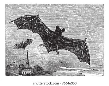 Common Bat or Vesper Bat or Evening Bat or Vespertilionidae, vintage engraving. Old engraved illustration of a Vesper Bat in flight. Trousset encyclopedia.