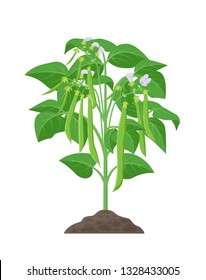 Common Bean Mature Plant Vector Stock Illustration In Flat Design. Beans Growing From Soil With Green Bean Pods Isolated On White Background. 