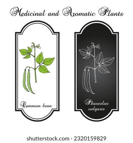 Common bean (Phaseolus vulgaris), edible plant. Hand drawn botanical vector illustration