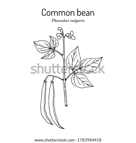 Common bean (Phaseolus vulgaris), Hand drawn botanical vector illustration