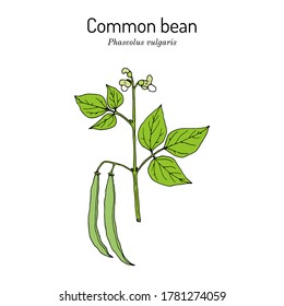 Common bean (Phaseolus vulgaris), or string, field,  French, garden bean. Hand drawn botanical vector illustration