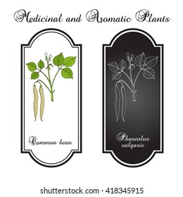 Common bean (Phaseolus vulgaris), or  string bean, field bean, flageolet bean, French bean, garden bean, green bean, haricot bean, pop bean, snap bean. Hand drawn botanical vector illustration