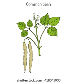 Common bean (Phaseolus vulgaris), or  string bean, field bean, flageolet bean, French bean, garden bean, green bean, haricot bean, pop bean, snap bean. Hand drawn botanical vector illustration