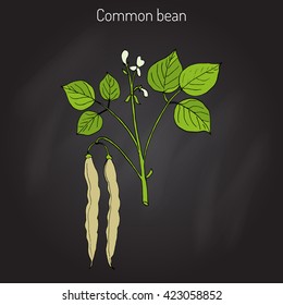 Common bean (Phaseolus vulgaris), or  string bean, field bean, flageolet bean, French bean, garden bean, green bean, haricot bean, pop bean, snap bean. Hand drawn botanical vector illustration