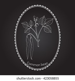 Common bean (Phaseolus vulgaris), or  string bean, field bean, flageolet bean, French bean, garden bean, green bean, haricot bean, pop bean, snap bean. Hand drawn botanical vector illustration