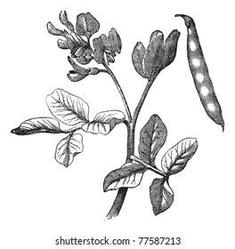 Common bean (Phaseolus vulgaris) vintage engraving. Old engraved illustration of common bean plant. Trousset Encyclopedia