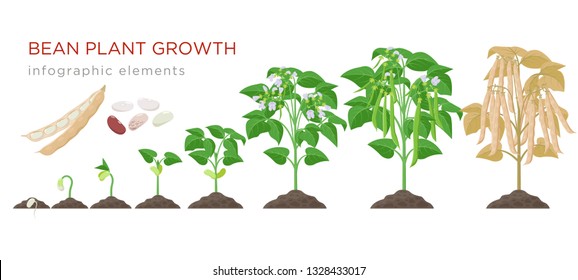 Common Bean plant growth stages infographic elements in flat design. Planting process of beans from seeds sprout to ripe vegetable, plant life cycle isolated on white background, vector illustration.