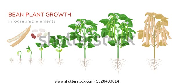 Common bean plant growth stages infographic\
elements in flat design. Planting process of beans from seeds\
sprout to ripe vegetable, plant life cycle isolated on white\
background, vector\
illustration