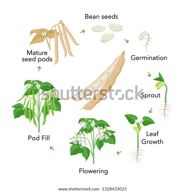 Common Bean Plant Growth Stages Infographic Stock Vector (Royalty Free ...