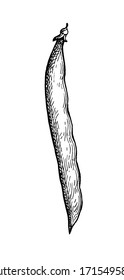 Common bean pod. Ink sketch isolated on white background. Hand drawn vector illustration. Retro style.