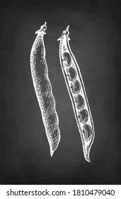 Common bean pods. Chalk sketch on blackboard background. Hand drawn vector illustration. Retro style.