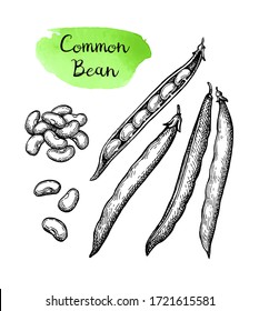 Common bean pods. Ink sketch isolated on white background. Hand drawn vector illustration. Retro style.