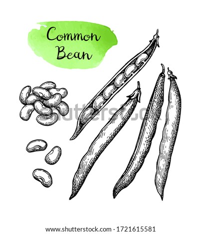 Common bean pods. Ink sketch isolated on white background. Hand drawn vector illustration. Retro style.