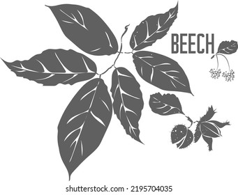 Common beech leafs and nut vector silhouette. European beech medicinal tree branch with leaves. Fagus sylvatica male flowers and leafs silhouette for pharmaceuticals and cosmetology.