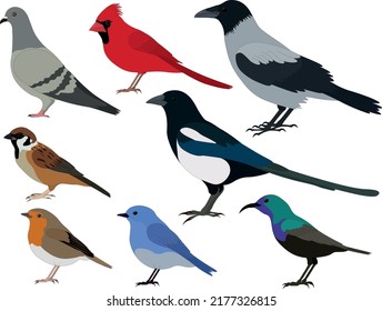 Ilustración vectorial de la colección de tipos de aves comunes