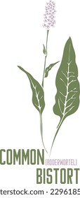 Common Bistort plant in vector silhouette. Polygonum bistorta medicinal herb outline. Set of vector image of Bistorte flowers in color for medicine and botany. Adderwortel in contour and color