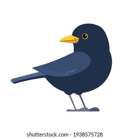 Common blackbird is a species of true thrush. It is also called Eurasian blackbird. Scientific name: Turdus merula. Cartoon flat style character of ornithology, vector illustration isolated on white.