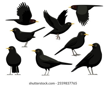 Common Blackbird Thrush Various Poses Cartoon Vector Character