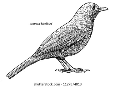 Common blackbird, Turdus merula illustration, drawing, engraving, ink, line art, vector