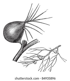 Common Bladderwort or Utricularia vulgaris, showing branching leaf shoots (lower right) and bladder-like trap (upper left), vintage engraved illustration. Trousset encyclopedia (1886 - 1891).